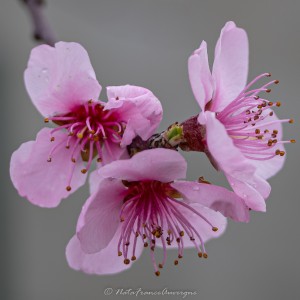 Fleurs Spring 2023 by @NataFranceAuvergne-5775